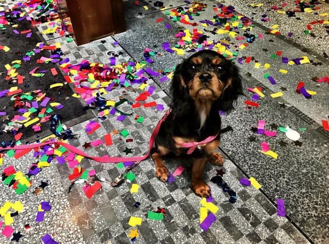 Moxy House Pup: Stella Turns 1!